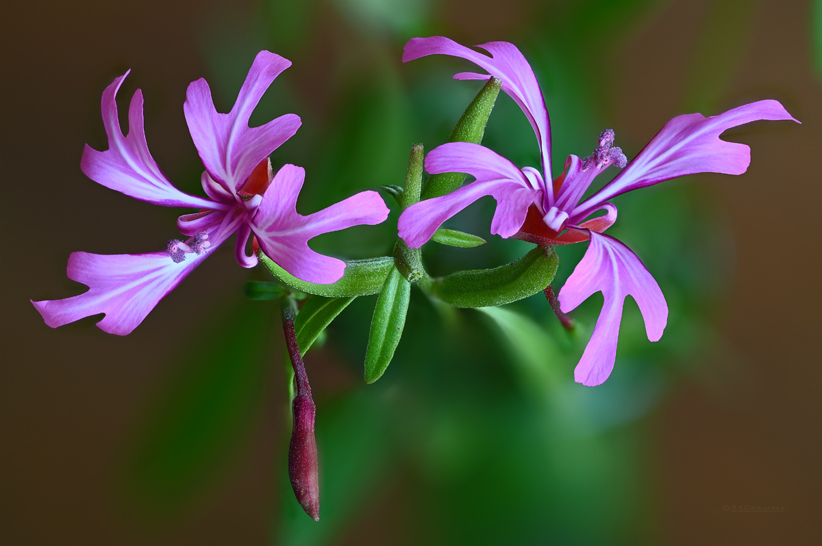 Onagraceae